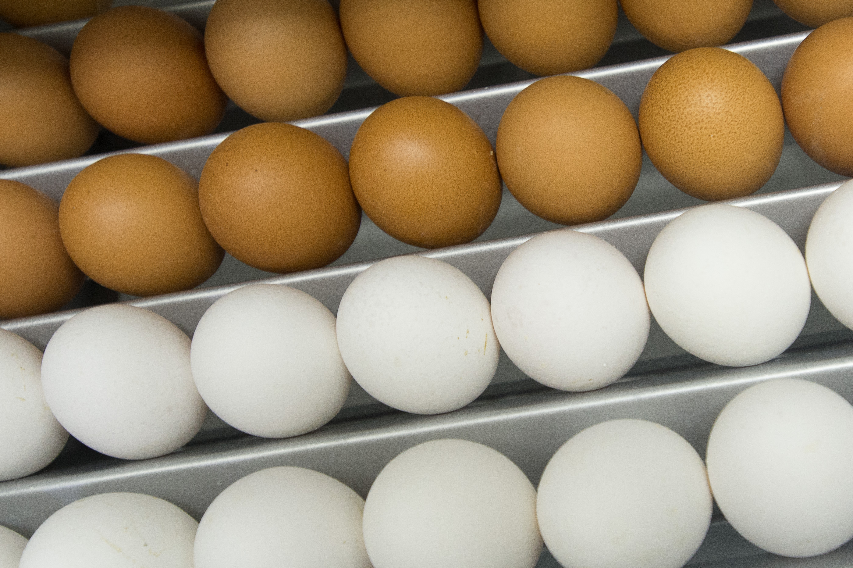 Цены на яйца в странах. Инкубационное яйцо. Импортные куриные яйца. Импорт инкубационного яйца в Россию. Магазин яиц в Германии.