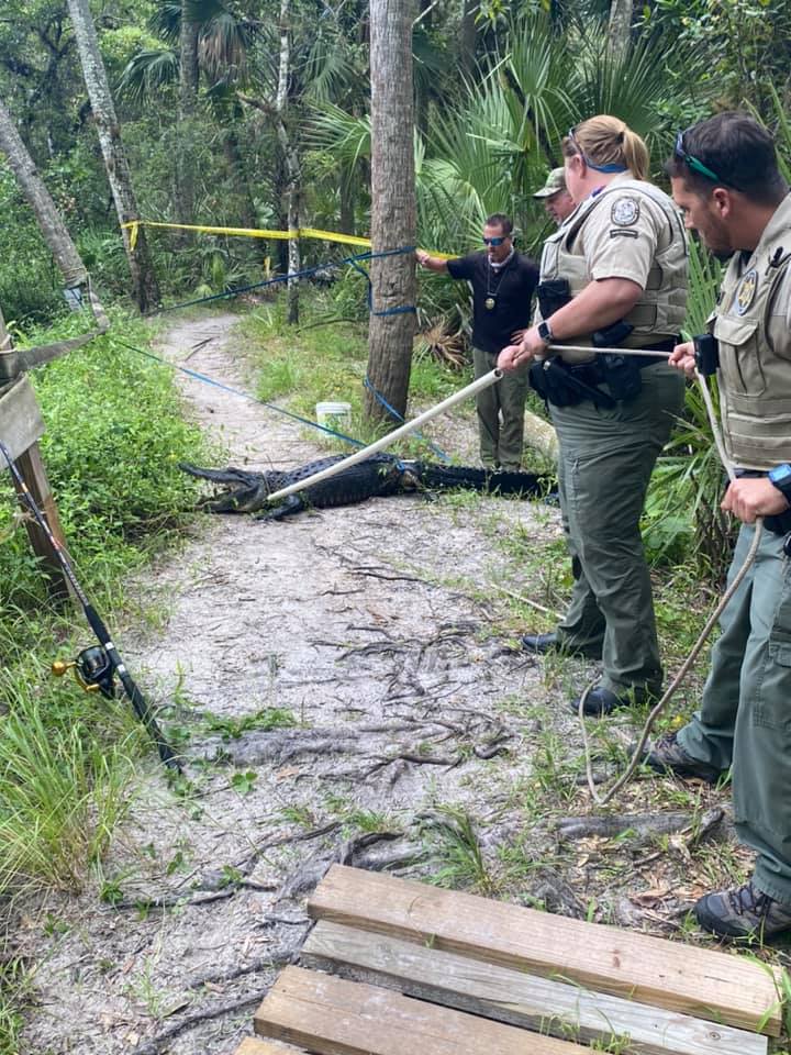Officials Man Seriously Injured In Florida Alligator Attack  VINnews