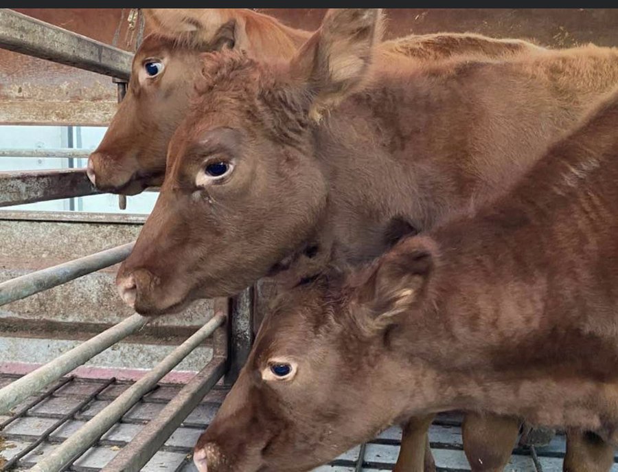 For First Time In 2000 Years, 5 Kosher Red Heifers Land In Israel VINnews
