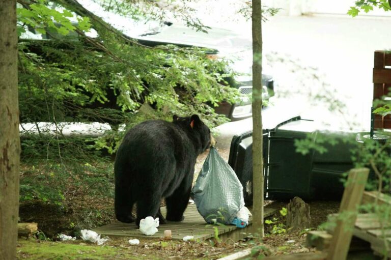 Black Bear Bites Homeowner and Attacks His Dog; Both Are Recovering | SOURCE: VINnews