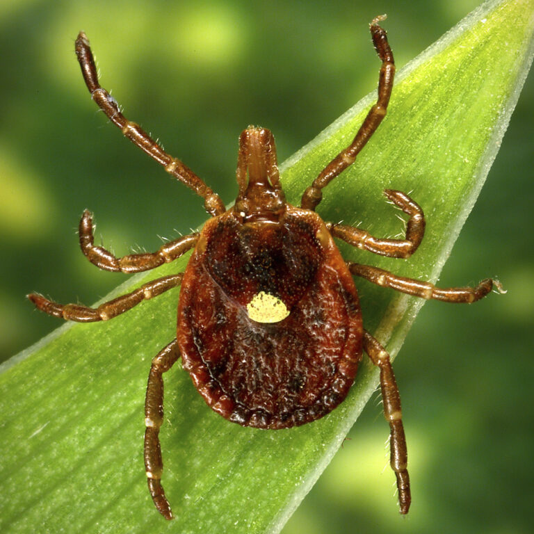 A Meat Allergy Caused by Tick Spit Is Getting More Common, CDC Says | SOURCE: VINnews