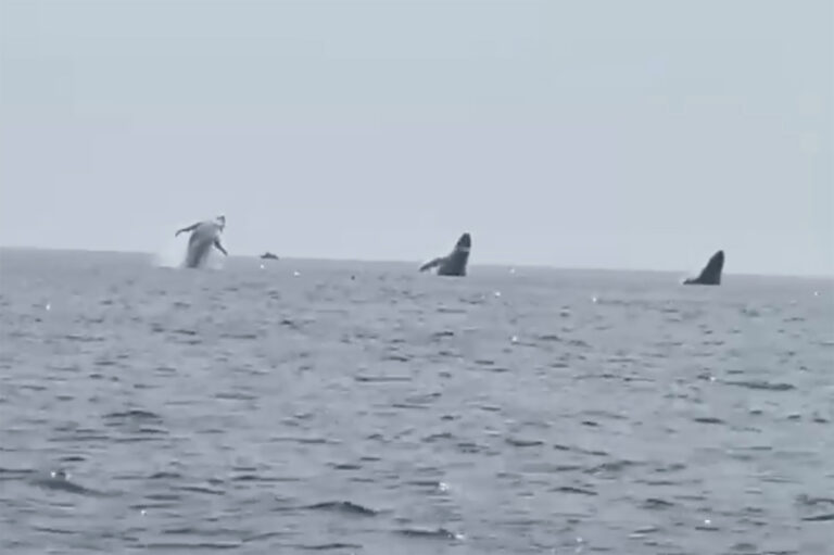 Video: ‘Whale Ballet’: Video Shows 3 Humpbacks Jump in Unison, a Birthday Surprise for Man and Daughters | SOURCE: VINnews