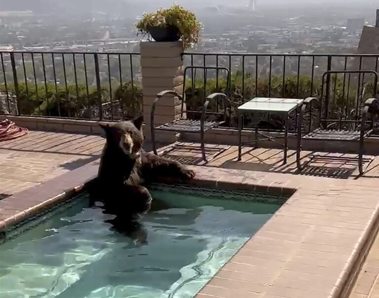 In Summer Heat, Bear Spotted in Southern California Backyard Jacuzzi | SOURCE: VINnews