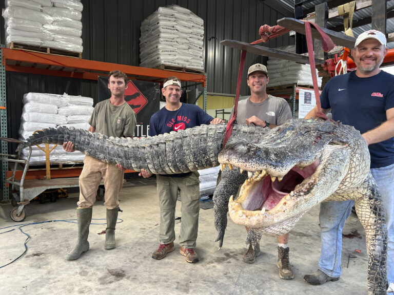 Longest Alligator in Mississippi History Captured by Hunters | SOURCE: VINnews