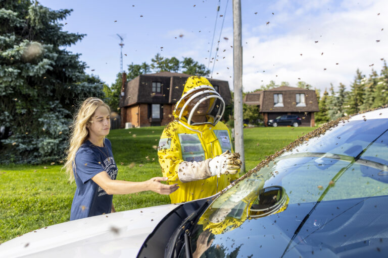 Bee Alert: 5 Million Bees Fall off Truck Near Toronto and Drivers Are Asked to Close Windows | SOURCE: VINnews