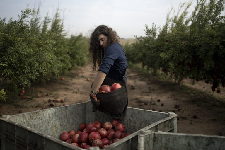 War Plunged Israel’s Agricultural Heartlands Into Crisis, Raising Fears for Its Farming Future | SOURCE: VINnews