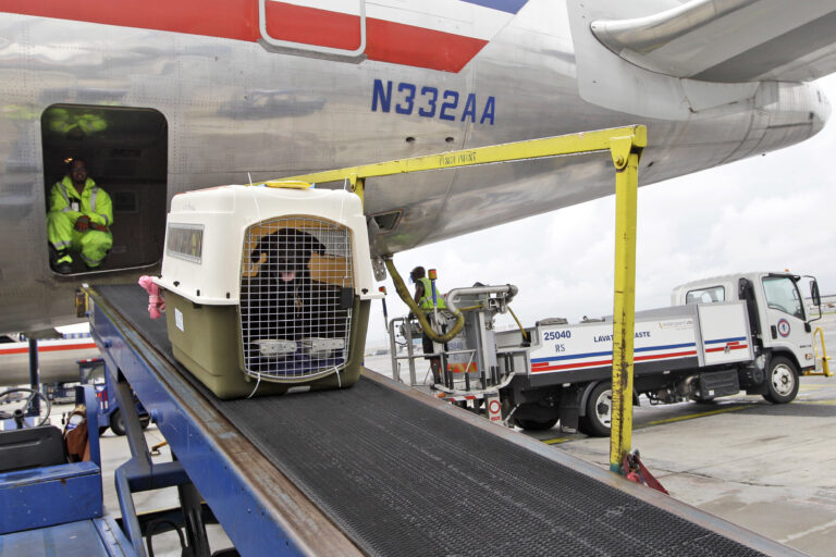 American Airlines Relaxing Pet Policy to Let Owners Bring the Companion and a Rolling Carry-on | SOURCE: VINnews