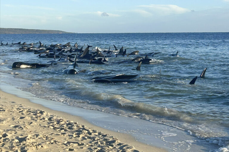 Over 100 Pilot Whales Beached on Western Australian Coast Have Been Rescued, Officials Say | SOURCE: VINnews