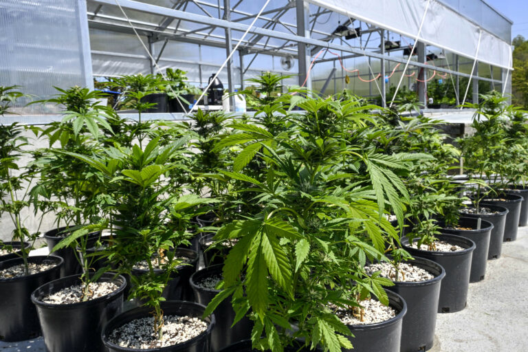 What Marijuana Reclassification Means for the United States | SOURCE: VINnews
