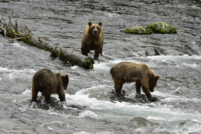 Alaska Fat Bear Week