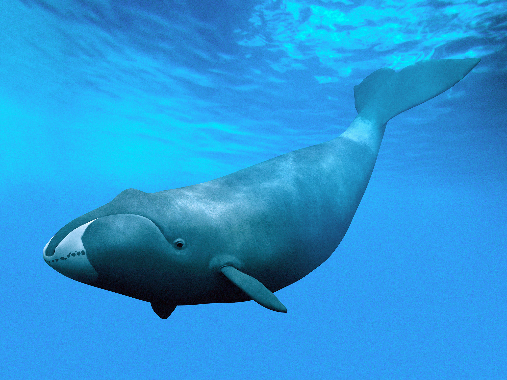 Why Do Bowhead Whales Live 200 Years? Scientists Find An Answer, But Can It Help Humans?