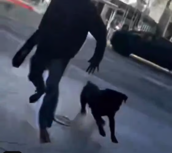 WATCH: Suspect Arrested After Allegedly Chasing Jewish Couple, Unleashing Dog...
